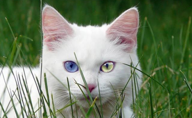 猫狗虹膜异色症