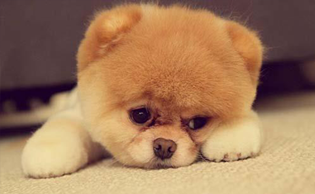 狗狗有泪痕是怎么回事？
